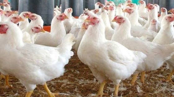 تعرف على أسعار الفراخ البيضاء والبلدي والبيض اليوم السبت 31 يناير – القاهرة تايمز