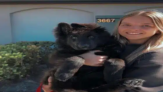 From Humble Beginnings to a Global Brand: The Story Behind Royal Tribes K9