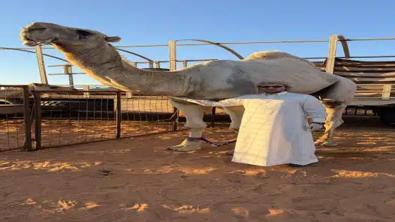 الدكتور مالك الجوابرة