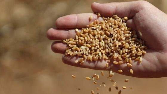 التموين: سعر مغرٍ للقمح المحلي وتوقعات بموسم واعد – القاهرة تايمز