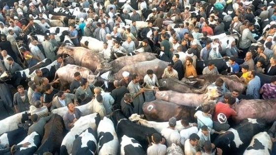 القبض على مستأجر سوق الماشية بدمنهور بتهمة تقديم خطاب مزور بقيمة 41 مليون جنيه – القاهرة تايمز