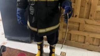 بلاغ بوجود ثعبان داخل شقة بالمنوفية.. والحماية المدنية تتدخل – القاهرة تايمز