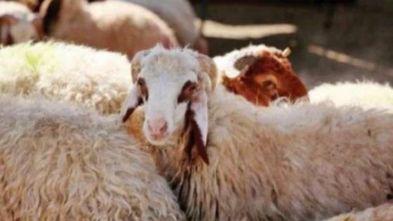 تزامنا مع اقتراب عيد الأضحى 2025.. شروط الأضحية والمبطلات – القاهرة تايمز