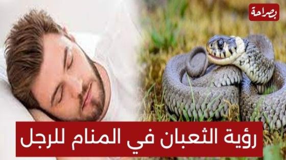 تفسير حلم الثعبان في المنام للرجل والعازب والمرأة المتزوجة – القاهرة تايمز