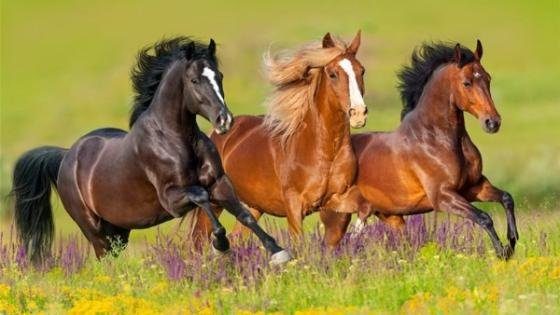 تفسير حلم ركوب الخيل في المنام.. رموز ودلالات متعددة – القاهرة تايمز